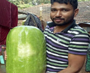 Udupi: 24-kg weighing huge ash gourd found in household